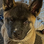 Mekah is registered to the contest to win money with this photo: puppy, dog, portrait, sitting, standing, brown_fur, black_face, pointed_ears, large_eyes, pet, indoor, rug, carpet, home, closeup, animal, cute, alert, front_facing, photography