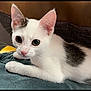 kitten, cat, white_cat, black_patch, pet, animal, cute, fur, whiskers, ears, eyes, indoor, resting, close_up, young_cat, domestic_cat, soft_texture, curious, laying_down, feline