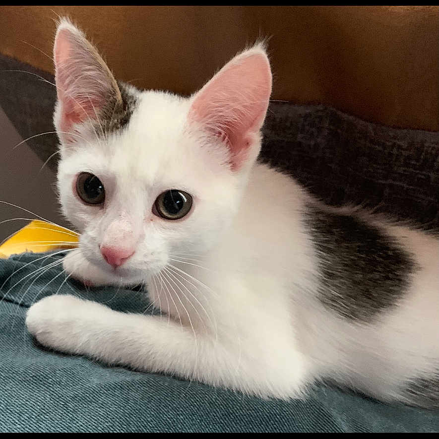 Weeble Wobble joined the competition — help win amazing prizes! animal, black_patch, cat, close_up, curious, cute, domestic_cat, ears, eyes, feline, fur, indoor, kitten, laying_down, pet, resting, soft_texture, whiskers, white_cat, young_cat