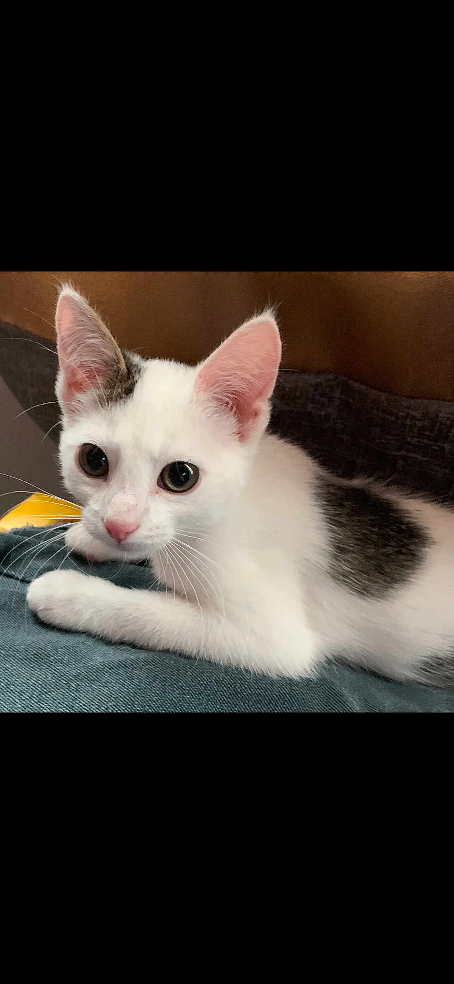 Weeble Wobble joined the competition — help win amazing prizes! kitten, cat, white_cat, black_patch, pet, animal, cute, fur, whiskers, ears, eyes, indoor, resting, close_up, young_cat, domestic_cat, soft_texture, curious, laying_down, feline