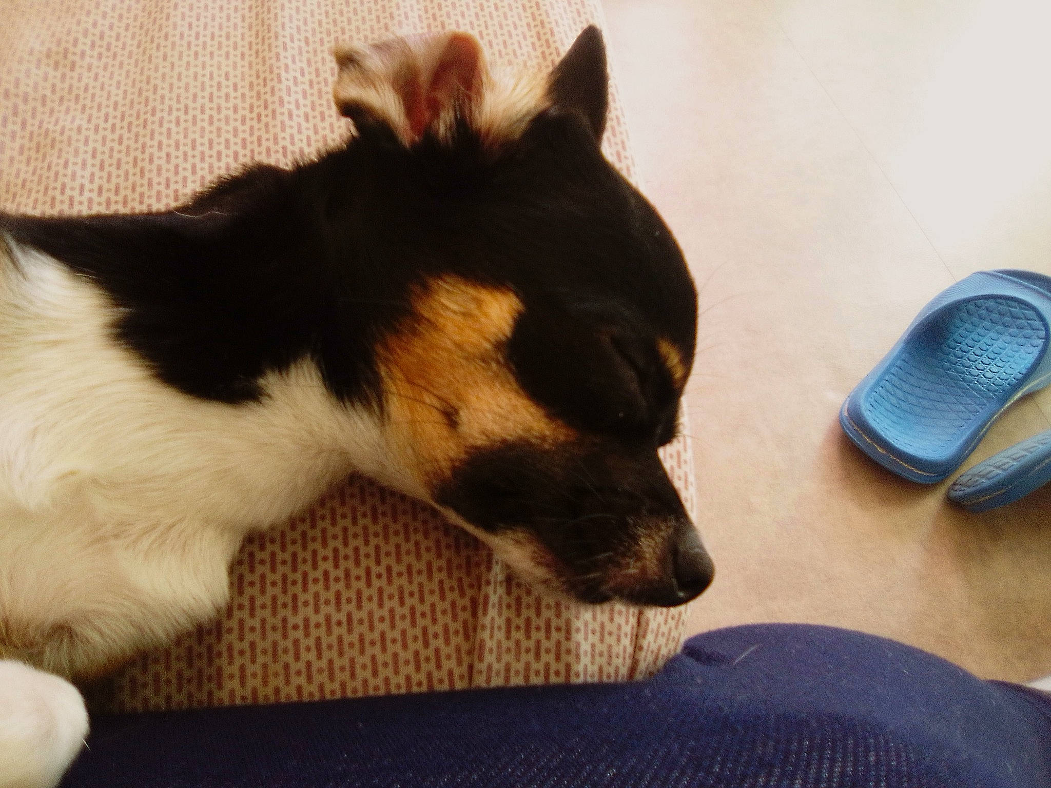 Sydnay participe au concours pour gagner de l'argent avec cette photo : canidae, carnivore, comfort, companion_dog, dog, dog_breed, fawn, felidae, flooring, fur, herding_dog, paw, small_to_medium_sized_cats, sporting_group, tail, terrestrial_animal, whiskers, wood, working_animal, working_dog