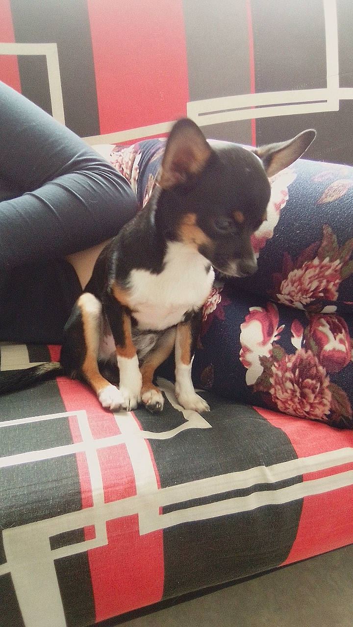 Sydnay participe au concours pour gagner de l'argent avec cette photo : boston_terrier, canidae, carmine, carnivore, chihuahua, comfort, companion_dog, dog, dog_breed, ear, fawn, linens, paw, russkiy_toy, snout, sporting_group, terrier, toy_dog, whiskers, working_animal