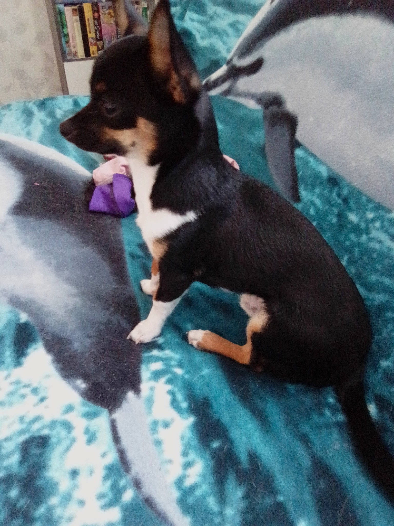 Sydnay participe au concours pour gagner de l'argent avec cette photo : canidae, carnivore, comfort, companion_dog, dog, dog_breed, felidae, fun, guard_dog, leisure, non_sporting_group, paw, prazsky_krysarik, sporting_group, tail, toy_dog, water, working_animal, working_dog