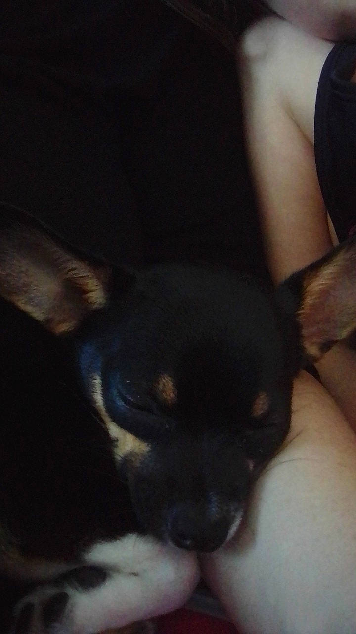 Sydnay a rejoint le concours — aidez-le/la à gagner de superbes lots ! canidae, carnivore, chihuahua, companion_dog, corgi_chihuahua, darkness, dog, dog_breed, ear, fawn, fur, non_sporting_group, puppy, russkiy_toy, sporting_group, terrestrial_animal, toy_dog, whiskers, working_animal