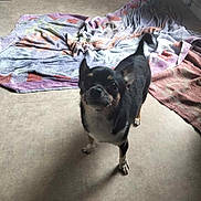 Sydney a rejoint le concours — aidez-le/la à gagner de superbes lots ! animal, black_dog, canine, companion, cozy, curious, dog, ears, floor, fur, home, indoor, light, looking_up, pet, shadow, small_dog, standing, tan_dog, towel