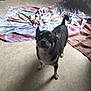 animal, black_dog, canine, companion, cozy, curious, dog, ears, floor, fur, home, indoor, light, looking_up, pet, shadow, small_dog, standing, tan_dog, towel