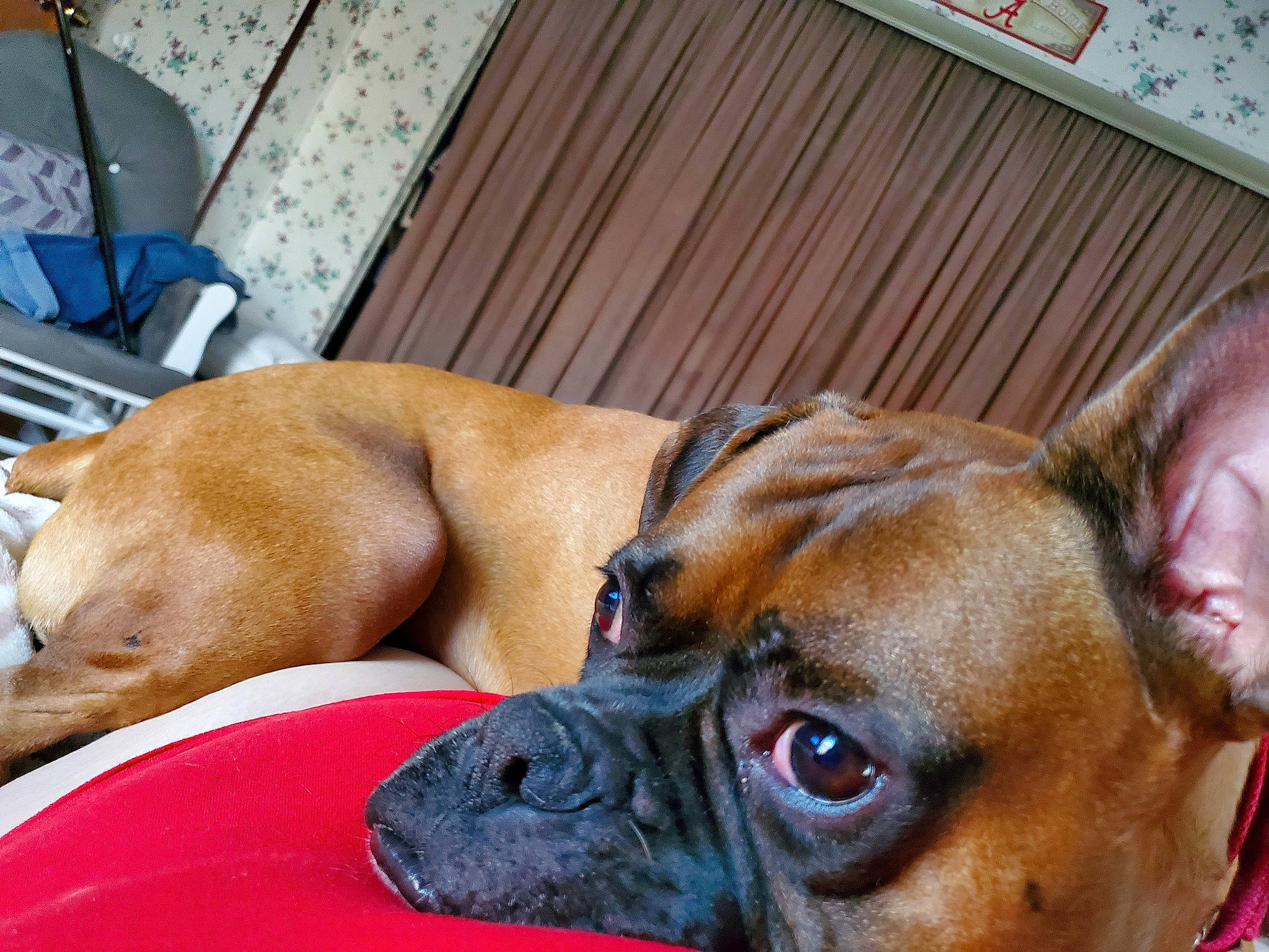 Tyson joined the competition — help win amazing prizes! biting, bored, boxer, canidae, carnivore, collar, comfort, companion_dog, dog, dog_breed, dog_supply, fawn, liver, snout, sporting_group, terrestrial_animal, whiskers, working_animal, working_dog, wrinkle