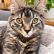 Nala a rejoint le concours — aidez-le/la à gagner de superbes lots ! cat, tabby_cat, pet, animal, feline, close_up, portrait, fluffy, fur, whiskers, golden_eyes, green_eyes, ears, nose, cozy, blanket, indoors, houseplant, home, centered_composition