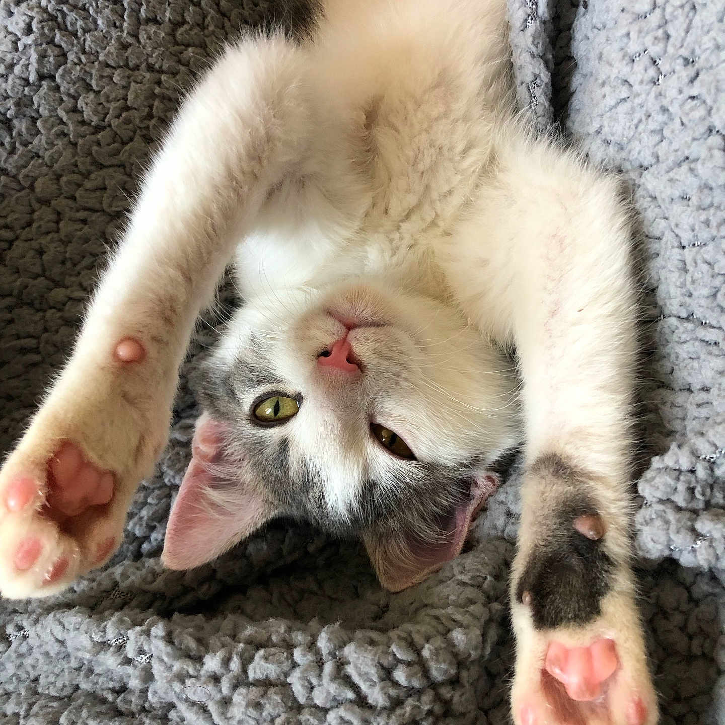 Tina participe au concours pour gagner de l'argent avec cette photo : abyssinian, angora, animal, blanket, bodypart, cat, claw, couch, electronics, furniture, hardware, kitten, manx, mouth, person, pet, quilt, siamese, sleeping, toe