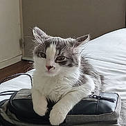 Tino a rejoint le concours — aidez-le/la à gagner de superbes lots ! cat, gray, white, fur, pet, animal, backpack, bed, indoor, resting, paws, whiskers, ears, face, looking, curious, calm, furniture, home, cozy