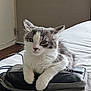 animal, backpack, bed, calm, cat, cozy, curious, ears, face, fur, furniture, gray, home, indoor, looking, paws, pet, resting, whiskers, white