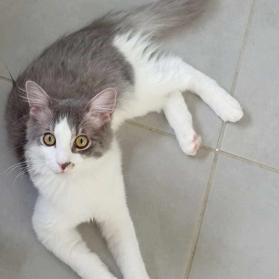 Tino participe au concours pour gagner de l'argent avec cette photo : alert, animal, cat, cute, domestic, ears, feline, floor, fluffy, gray, indoor, laying, mammal, paws, pet, relaxed, tail, tile, whiskers, white