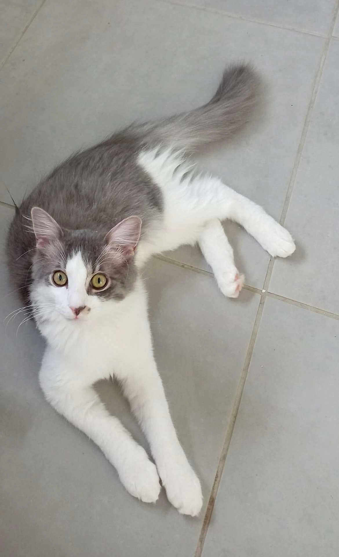 Tino
