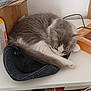 Tino a rejoint le concours — aidez-le/la à gagner de superbes lots ! cat, kitten, sleeping, gray, white, fur, hat, shelf, books, cardboard_box, indoor, resting, cute, pet, cozy, feline, curled_up, quiet, small, domestic