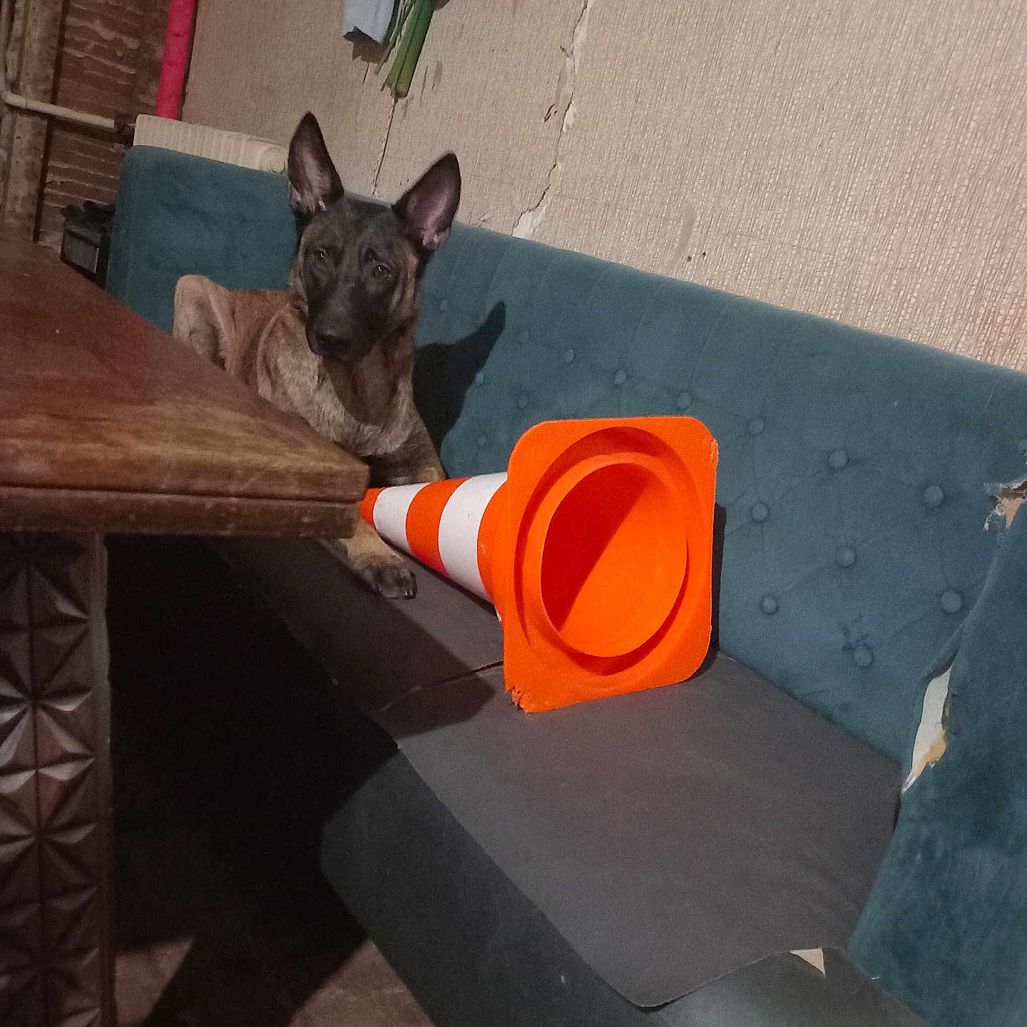 Voyous participe au concours pour gagner de l'argent avec cette photo : animal, architecture, building, bulldog, canine, chair, clothing, cone, couch, dog, frenchbulldog, furniture, hardwood, hat, indoors, interiordesign, livingroom, pet, room, wood