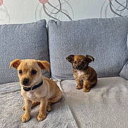 Balto participe au concours pour gagner de l'argent avec cette photo : puppy, dog, couch, blanket, indoor, pet, small_dog, brown_dog, beige_dog, fur, cute, sitting, looking_at_camera, collar, wallpaper, pattern, cozy, soft_texture, domestic_animal, home