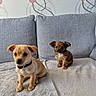 puppy, dog, couch, blanket, indoor, pet, small_dog, brown_dog, beige_dog, fur, cute, sitting, looking_at_camera, collar, wallpaper, pattern, cozy, soft_texture, domestic_animal, home