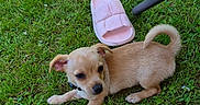 Balto a rejoint le concours — aidez-le/la à gagner de superbes lots ! puppy, dog, grass, outdoor, pet, animal, greenery, footwear, sandal, summer, sunlight, cute, small, young, curious, resting, nature, leaf, paw, tail