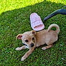 puppy, dog, grass, outdoor, pet, animal, greenery, footwear, sandal, summer, sunlight, cute, small, young, curious, resting, nature, leaf, paw, tail