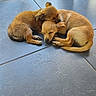 Balto a rejoint le concours — aidez-le/la à gagner de superbes lots ! puppy, dog, sleeping, cuddling, floor, tile, brown_fur, cute, pet, animal, friendship, resting, domestic_animal, companion, adorable, two_dogs, quiet, calm, relaxation, indoors