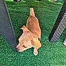 Balto participe au concours pour gagner de l'argent avec cette photo : puppy, dog, artificial_grass, table_leg, chair_leg, footwear, sneakers, sandals, outdoor, pet, small_dog, brown_fur, curious, exploring, animal, young_dog, domestic_animal, four_legs, sniffing, floor