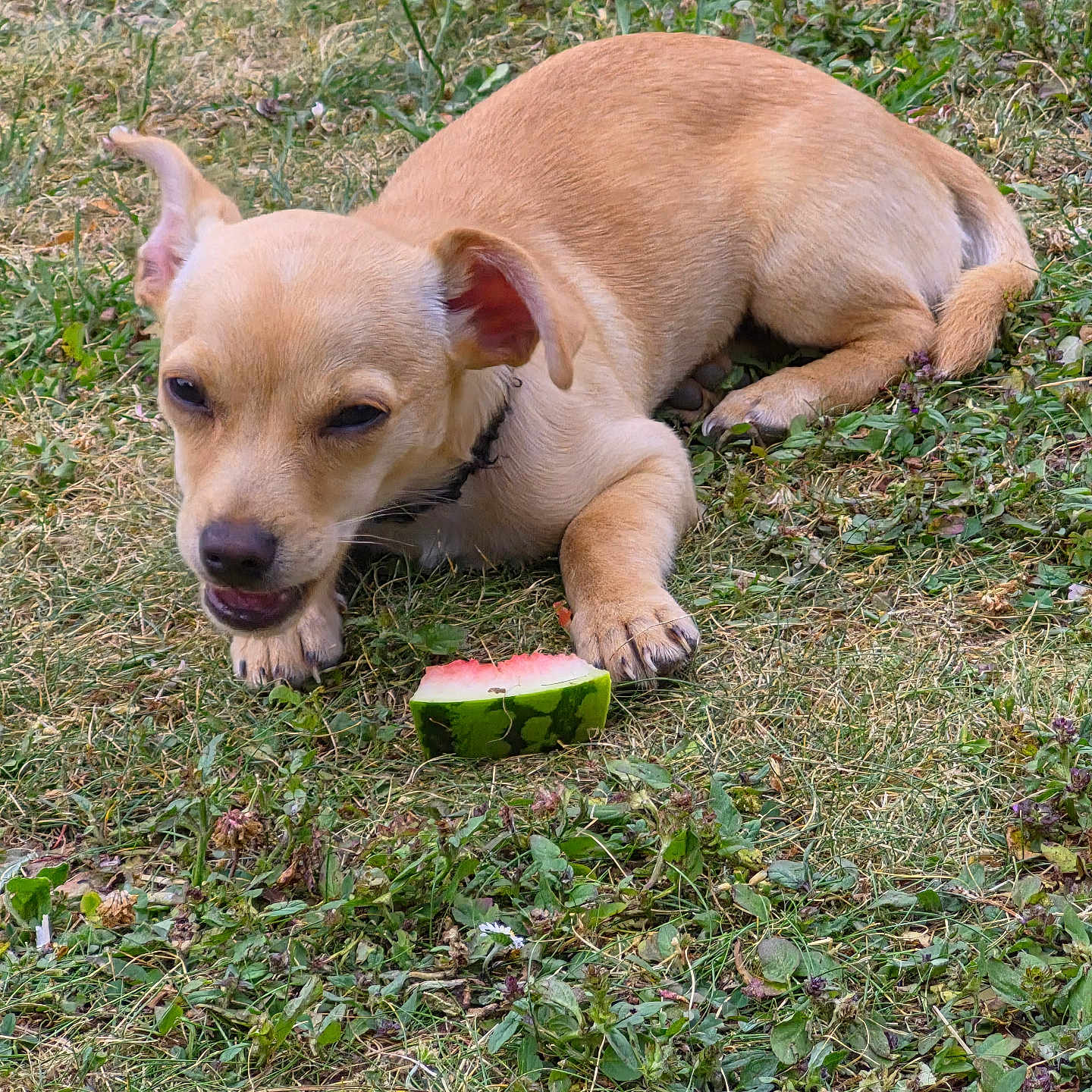 Balto a rejoint le concours — aidez-le/la à gagner de superbes lots ! dog, puppy, grass, watermelon, outdoor, summer, snack, tan_dog, chewing, cute, small_dog, animal, pet, nature, playful, lying_down, greenery, leafy_ground, ears, mouth_open