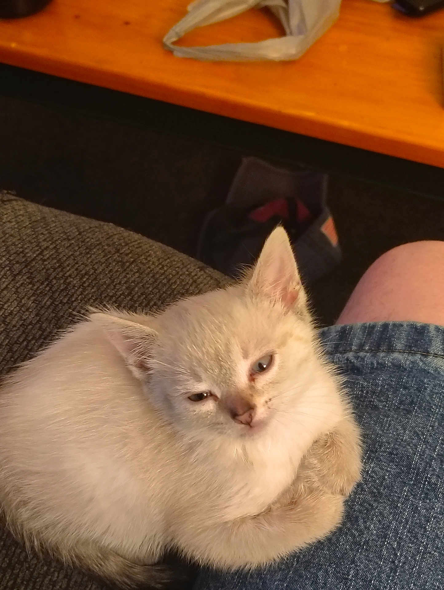 Snuggle joined the competition — help win amazing prizes! kitten, cat, sleepy, lap, denim, person, furniture, couch, indoor, cozy, fur, pet, animal, resting, cute, whiskers, ears, small, soft, relaxed