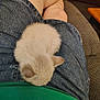 kitten, cat, animal, sleeping, lap, denim_shorts, green_shirt, furry, cute, pet, indoor, cozy, resting, person, human_leg, couch, fabric, relaxing, small, domestic_animal