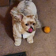 Bailey joined the competition — help win amazing prizes! dog, small_dog, fluffy, tongue_out, toy_ball, carpet, indoor, pet, collar, looking_up, ear, tail, shadow, vent, living_room, playful, cute, close_up, home_interior, brown_tone