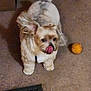 dog, small_dog, fluffy, tongue_out, toy_ball, carpet, indoor, pet, collar, looking_up, ear, tail, shadow, vent, living_room, playful, cute, close_up, home_interior, brown_tone