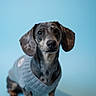 adorable, blue_background, close-up, companion_animal, cozy, dachshund, dog, ears, eyes, fur, looking_at_camera, mammal, paws, pet, portrait, selective_focus, shallow_depth_of_field, sitting, studio, sweater