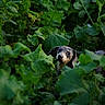 camouflage, curious, dachshund, dog, ears, eyes, foliage, greenery, ground_cover, hidden, leaves, natural_light, nature, outdoor, peeking, pet, portrait, shallow_depth_of_field, small_dog, snout