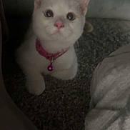 Lucy is registered to the contest to win money with this photo: cat, kitten, white_cat, pink_collar, bell, indoor, carpet, couch, blanket, pet, feline, sitting, wide_eyes, pink_nose, pointed_ears, fluffy, home, cozy, portrait, animal_photography