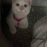 cat, kitten, white_cat, pink_collar, bell, indoor, carpet, couch, blanket, pet, feline, sitting, wide_eyes, pink_nose, pointed_ears, fluffy, home, cozy, portrait, animal_photography
