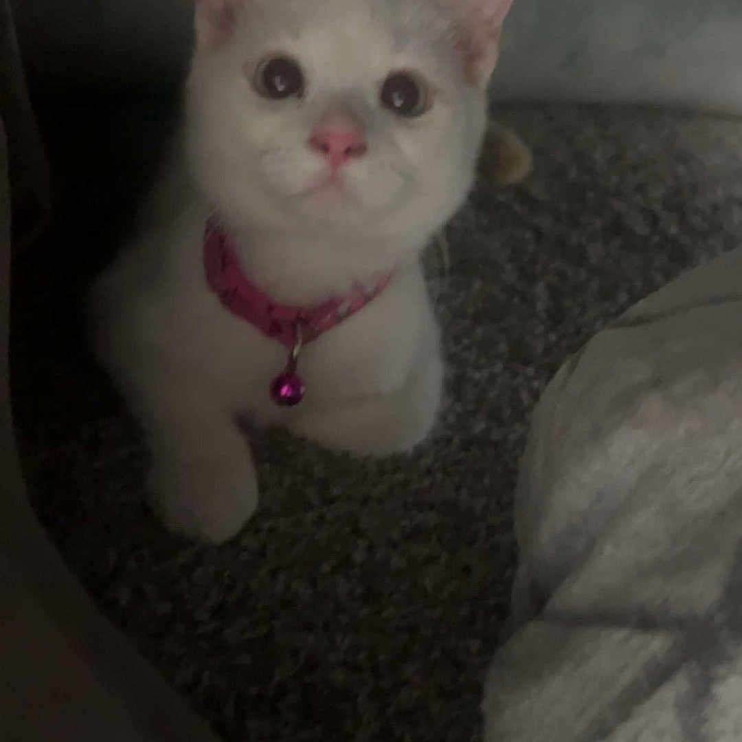 Lucy