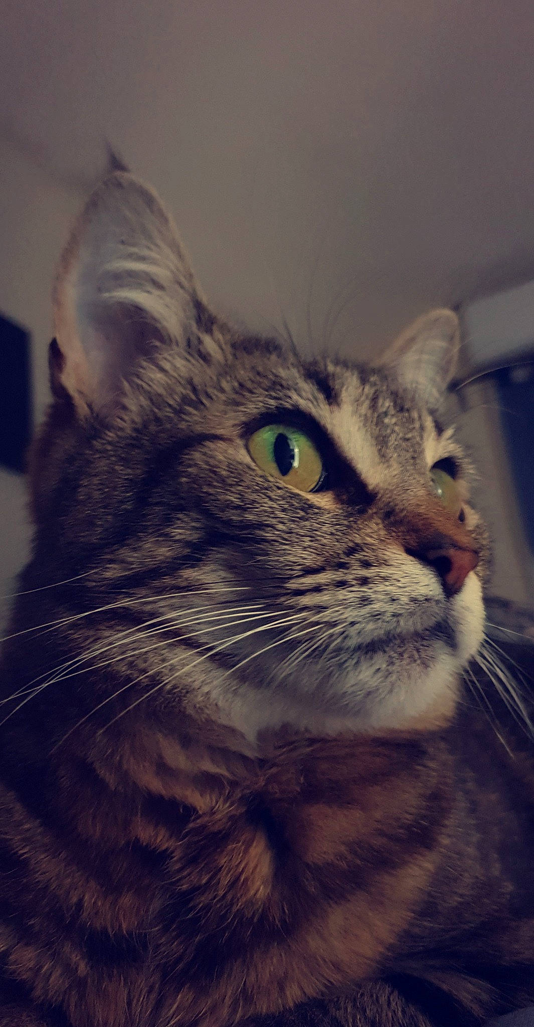 Pop-corn a rejoint le concours — aidez-le/la à gagner de superbes lots ! aegean_cat, american_shorthair, american_wirehair, asian, california_spangled, carnivore, cat, close_up, domestic_short_haired_cat, dragon_li, european_shorthair, eye, felidae, fur, mammal, nose, small_to_medium_sized_cats, snout, tabby_cat, whiskers