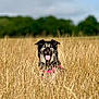 dog, field, grass, nature, outdoor, happy, tongue_out, canine, pet, summer, sunny, greenery, sky, ears, fur, animal, playful, harness, forest, daytime