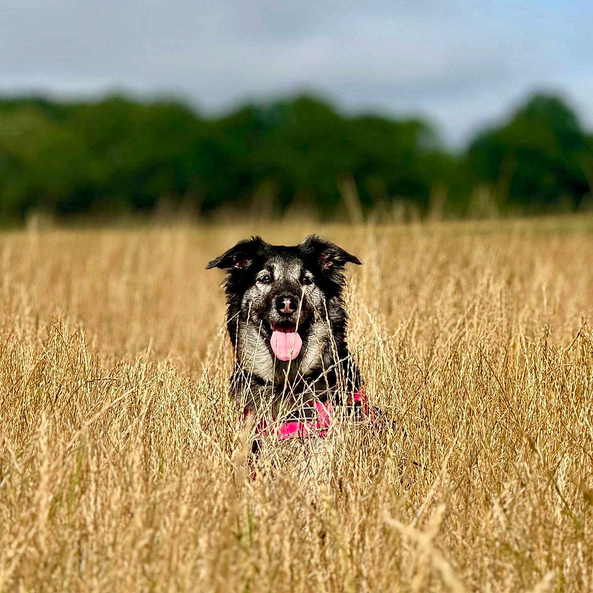 Florence Mosti a rejoint le concours — aidez-le/la à gagner de superbes lots ! animal, canine, daytime, dog, ears, field, forest, fur, grass, greenery, happy, harness, nature, outdoor, pet, playful, sky, summer, sunny, tongue_out