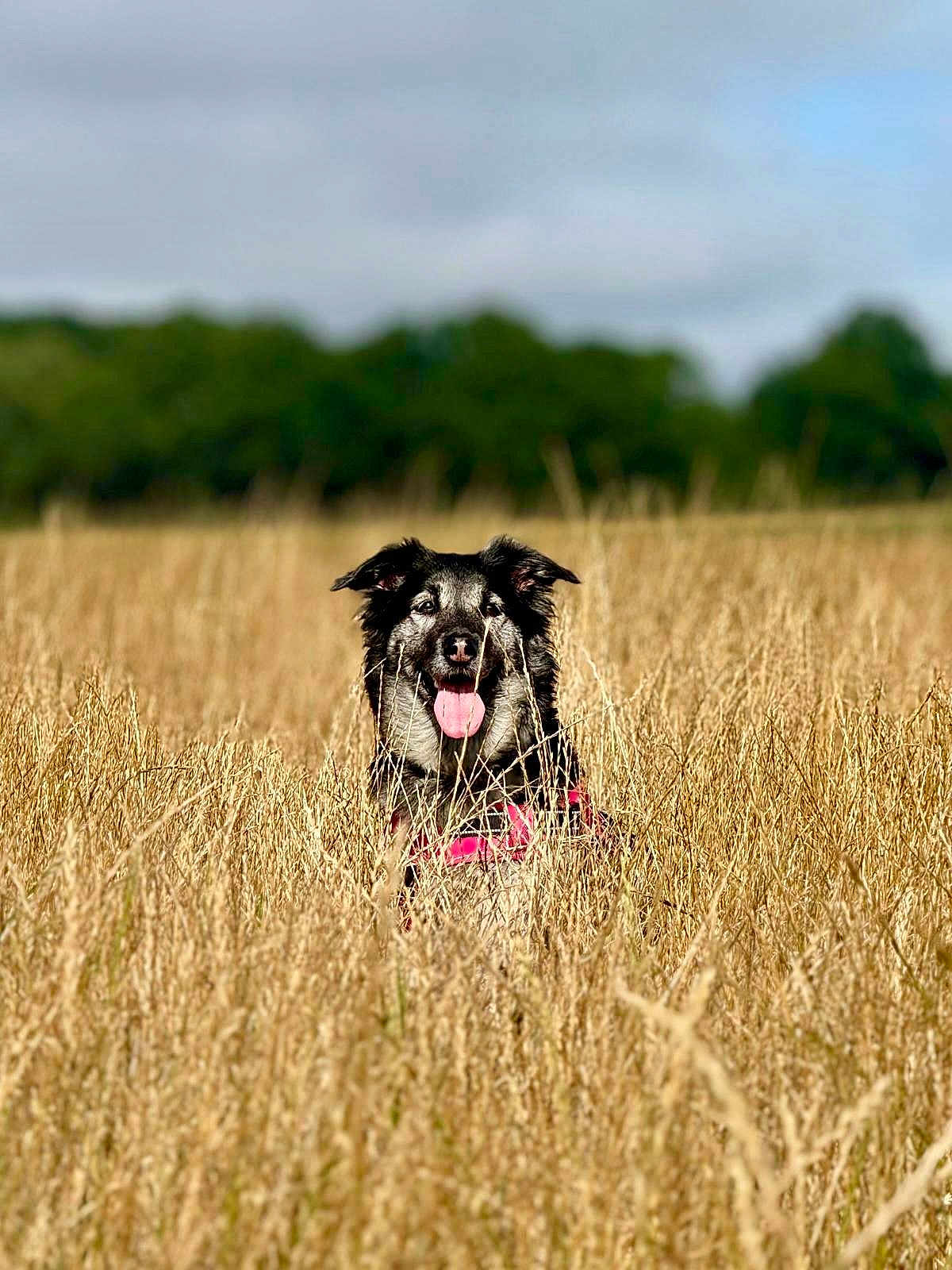 Florence Mosti a rejoint le concours — aidez-le/la à gagner de superbes lots ! dog, field, grass, nature, outdoor, happy, tongue_out, canine, pet, summer, sunny, greenery, sky, ears, fur, animal, playful, harness, forest, daytime