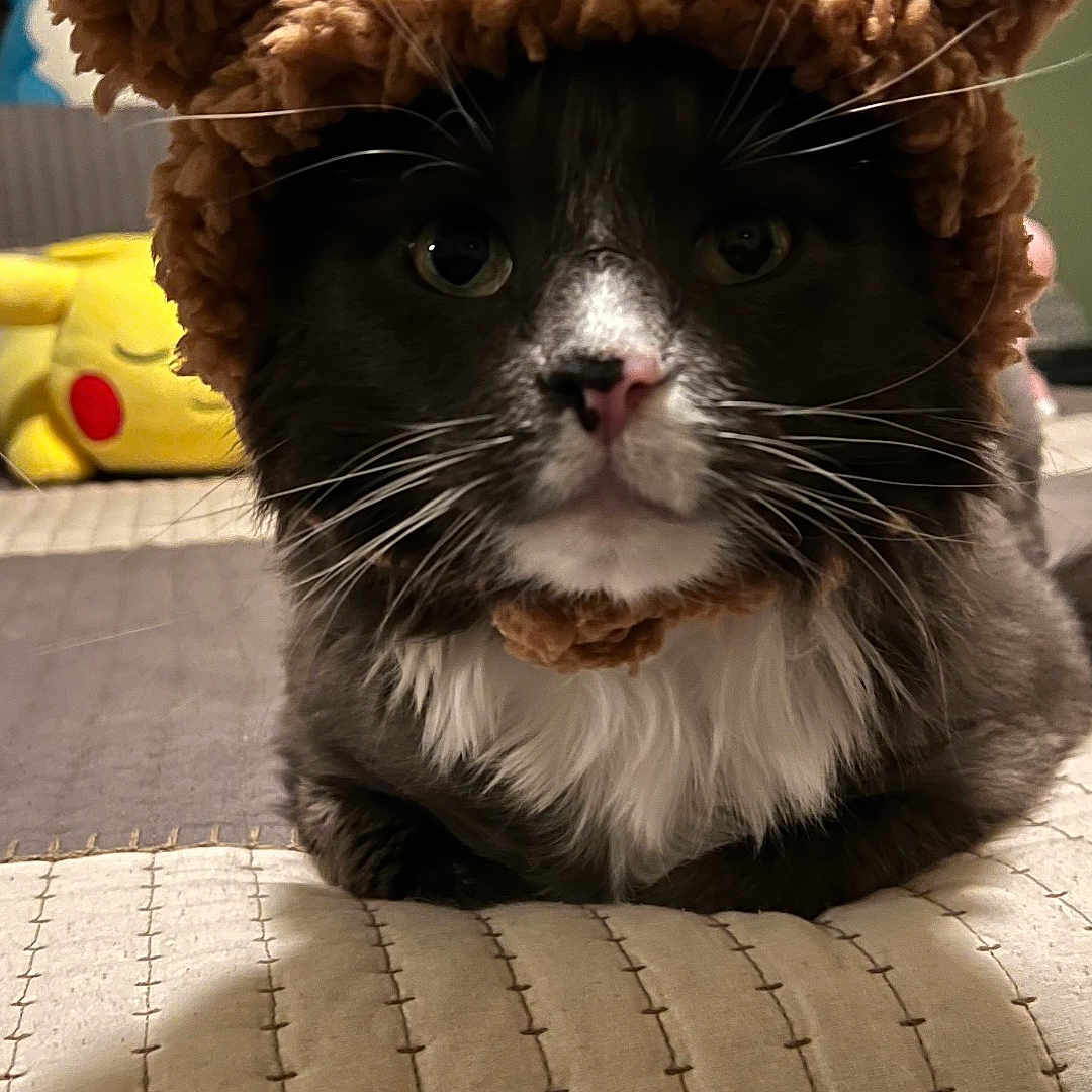 Socrates is registered to the contest to win money with this photo: animal, bedroom, cat, costume, cozy, cute, ears, face, fur, gray, hat, indoor, pet, pikachu, pillow, plush, quilt, toy, whiskers, white