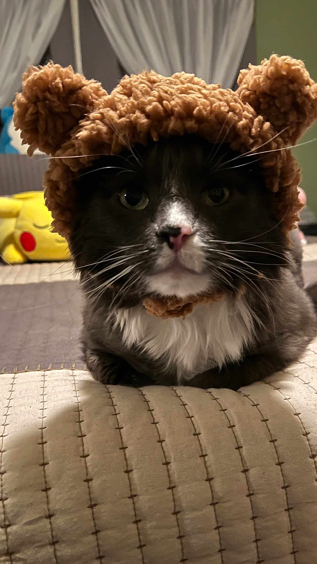 Socrates is registered to the contest to win money with this photo: cat, animal, pet, indoor, hat, costume, plush, quilt, fur, whiskers, face, cute, gray, white, ears, bedroom, pillow, toy, pikachu, cozy