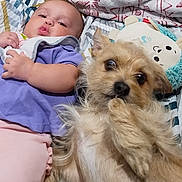 Aurora is registered to the contest to win money with this photo: animal, baby, bed, bedroom, canine, couch, cushion, dog, face, furniture, head, homedecor, indoors, newborn, person, pet, photography, portrait, puppy, terrier