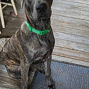 Odin is registered to the contest to win money with this photo: dog, brindle_coat, green_collar, wooden_floor, floor_mat, indoor, pet, sitting, attentive, curious, canine, domestic_animal, furniture_leg, household, brown, black, texture, portrait, companion, animal