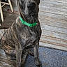 dog, brindle_coat, green_collar, wooden_floor, floor_mat, indoor, pet, sitting, attentive, curious, canine, domestic_animal, furniture_leg, household, brown, black, texture, portrait, companion, animal