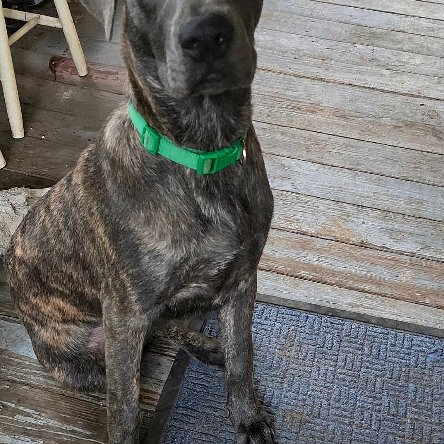 Odin