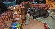 Odin is registered to the contest to win money with this photo: dog, pet_bed, toy, blanket, crate, plant, indoor, floor, brown_dog, black_dog, furniture, cozy, houseplant, living_room, relaxing, animal, canine, domestic, resting, home