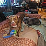 dog, pet_bed, toy, blanket, crate, plant, indoor, floor, brown_dog, black_dog, furniture, cozy, houseplant, living_room, relaxing, animal, canine, domestic, resting, home