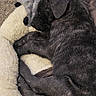Odin is registered to the contest to win money with this photo: puppy, dog, sleeping, bed, dog_bed, fur, pet, cozy, carpet, indoor, brown, black, animal, resting, cute, soft_toy, curled_up, peaceful, young, companion