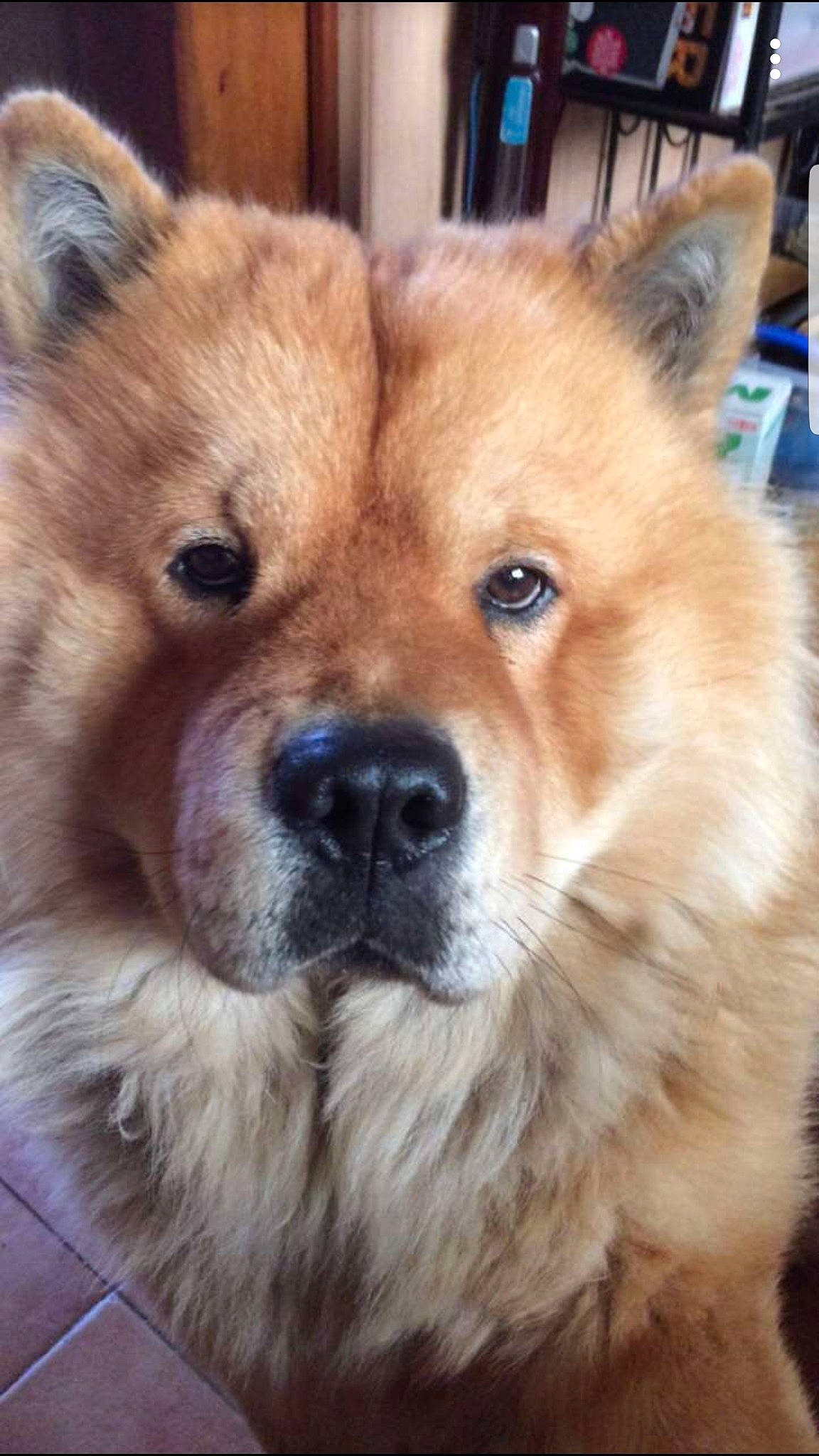 Nutz a rejoint le concours — aidez-le/la à gagner de superbes lots ! ancient_dog_breeds, canidae, carnivore, chow_chow, companion_dog, dog, dog_breed, eurasier, fawn, finnish_spitz, german_spitz_mittel, icelandic_sheepdog, mammal, non_sporting_group, nose, puppy, rare_breed_dog, snout, sporting_group, vertebrate
