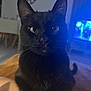 Batman participe au concours pour gagner de l'argent avec cette photo : black_cat, close_up, indoor, pet, animal, feline, green_eyes, whiskers, face, ears, fur, watch, television, living_room, furniture, table, legs, blurred_background, domestic, cute